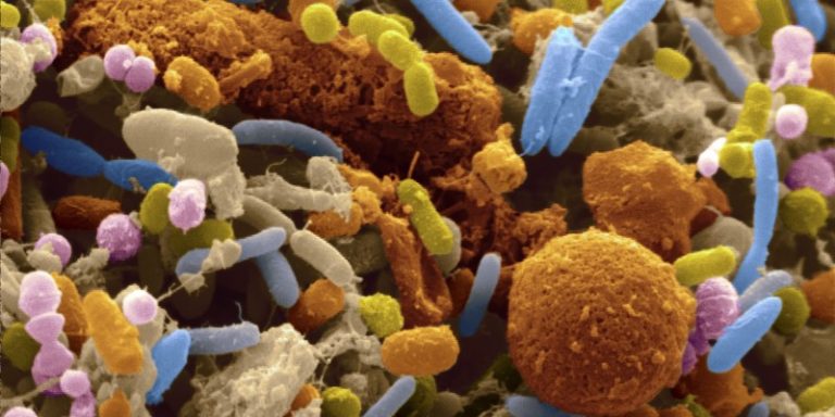 Gut Microbiota